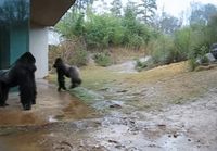 Gorilla uskaltautuu sateeseen