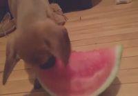 Koira tahtoo vesimelonia
