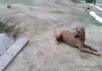 Koira pelastaa hukkuvan miehen