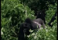 Tyhmänrohkea leikittelee gorillan poikasella