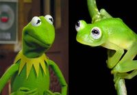 Sammakkolaji joka näyttää Kermitiltä