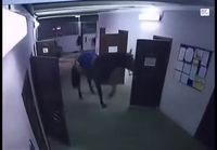 Hevonen vie oven