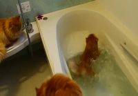 Kissu kylvyssä