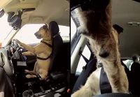 Koira opettelee ajamaan