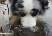 Koira puhaltelee kuplia