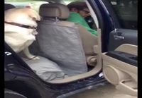 Koira auttaa koirakamun pois autosta