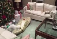 Koiran joululahja