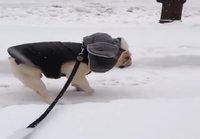 Koira nykii lumessa hattu päässä