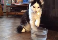Kissa vesikipon äärellä