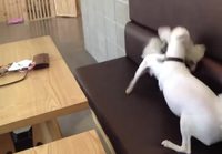 Koirakamu tulee tappelun väliin