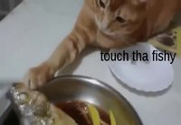Kissa koskee kalaa