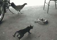 Kana, kissa ja käärme