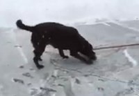 Koira auttaa lumen luonnissa