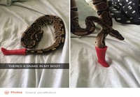 Käärme testailee muotia