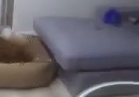 Koira harjoittelee sohvalle hyppäämistä