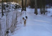 Talvi yllätti koiran