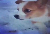 Koira iloitsee lumikäytävästä