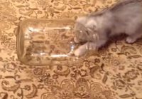 Kissa lasipurkissa