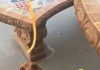 Koiralle spagettia