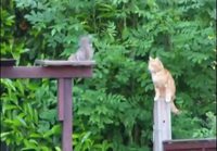 Kissa VS Orava