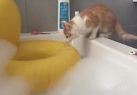 Kissa uimaan