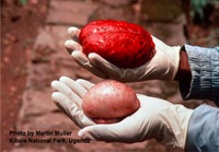 Simpanssin aivot ja kives