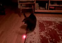 Laser teipattu kissan päähän