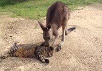 Kenguru rapsuttaa kissaa