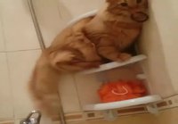 Kissa suihkussa