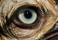 Etelänkalkkunasarvekkaan silmä