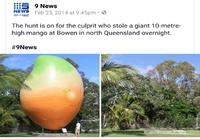 Mango kateissa