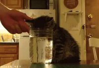 Kissa meinaa hukkua vesilasiin