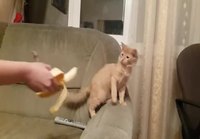Banaani uhkailee kissaa
