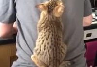 Kissaperhe selässä