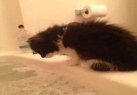 Kissa sujahtaa kylpyyn