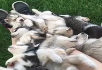 Husky nahkahousut