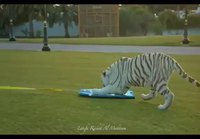 Valkoinen tiikeri lautailee