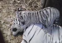 Lisää valkoisia tiikereitä