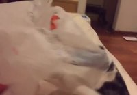 Kissa muovipussin kanssa