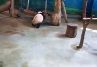 Panda tahtoisi riippumattoon
