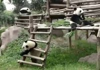 Päivän Panda