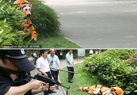 Tiikeri karkaa -harjoitus