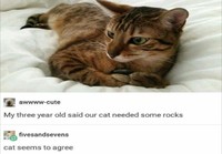 Kissalle kiviä