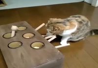 Kissan leikki