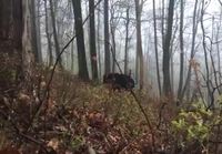 Karhu metsässä