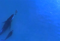 Valaita ja delfiinejä