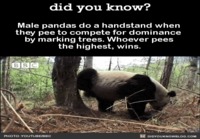 Pandan pissa