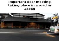 Peurojen tapaaminen Japanissa