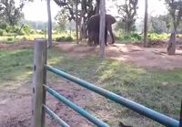 Pikku norsu pelkää vuohta