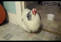 Aivastava kana